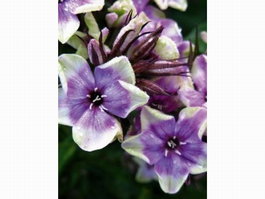 Флокс метельчатый «Mike's Choice» (Phlox paniculata «Mike's Choice»)