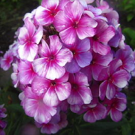 Флокс метельчатый «Neon Flere Blue» (Phlox paniculata «Neon Flere Blue»)