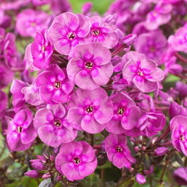 Флокс метельчатый «Smokey» (Phlox paniculata «Smokey»)