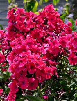 Флокс метельчатый «Starfire» (Phlox paniculata «Starfire»)