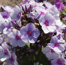 Флокс метельчатый «Swizzle Blue» (Phlox paniculata «Swizzle Blue»)