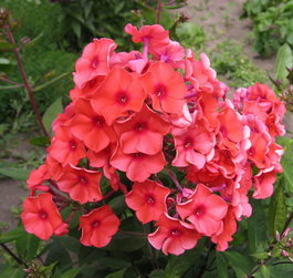 Флокс метельчатый «Tequila Sunrise» (Phlox paniculata «Tequila Sunrise»)