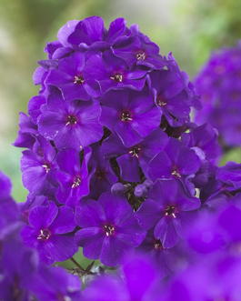 Флокс метельчатый «Король» (Phlox paniculata «The King»)