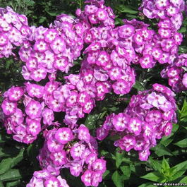 Флокс метельчатый «Uspech» (Phlox paniculata «Uspech»)