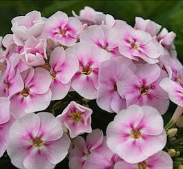 Флокс метельчатый «Younique Bicolor» (Phlox paniculata «Younique Bicolor»)