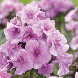 Флокс метельчатый «Zenobia» (Phlox paniculata «Zenobia»)