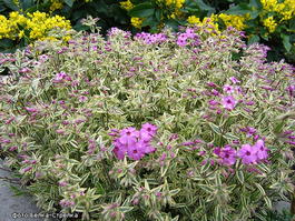 Флокс полегающий «Вариегата» (Phlox procumbens «Variegata»)