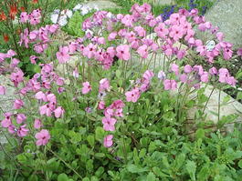 Флокс Столоносный (Phlox stolonifera)