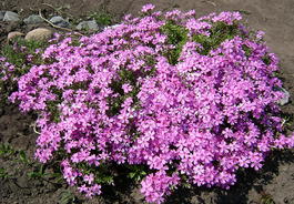 Флокс шиловидный (Phlox subulata)