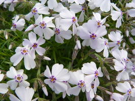 Флокс шиловидный «Amazing Grace» (Phlox subulata «Amazing Grace»)