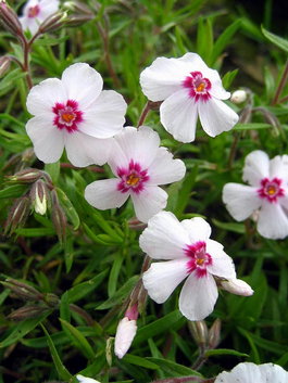 Флокс шиловидный «Коралловый Глазок» (Phlox subulata «Coral Eye»)