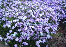 Флокс шиловидный «Emerald Cushion Blue» (Phlox subulata «Emerald Cushion Blue»)