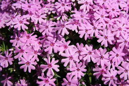 Флокс шиловидный «Fort Hill» (Phlox subulata «Fort Hill»)