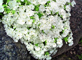 Флокс шиловидний «Maischnee» (Phlox subulata «Maischnee»)