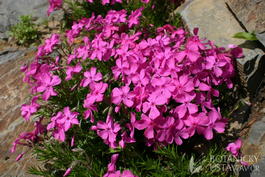 Флокс шиловидный «McDaniel's Cushion» (Phlox subulata «McDaniel's Cushion»)