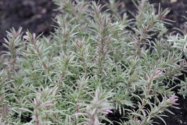 Флокс шиловидный «Nettleton Variation» (Phlox subulata «Nettleton Variation»)