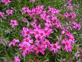 Флокс шиловидный «Scarlet Flame» (Phlox subulata «Scarlet Flame»)