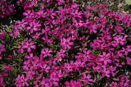 Флокс шиловидный «Temiskaming» (Phlox subulata «Temiskaming»)