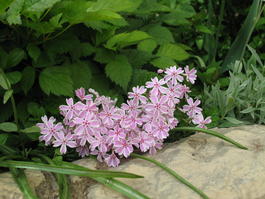 Флокс шиловидный «Candy Stripes» (Phlox subulata «Candy Stripes»)