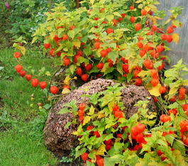 Физалис Франшетта (Physalis franchetii)