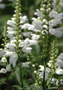 Физостегия виргинская Альба (Physostegia virginiana Alba)