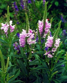 Физостегия виргинская «Rosea» (Physostegia virginiana «Rosea»)