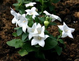 Ширококолокольчик крупноцветковый (Platycodon grandiflorus)