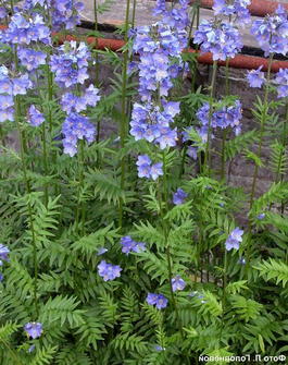 Сиюнюха голубая (Polemonium coeruleum)
