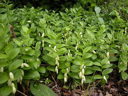 Купена приземистая (Polygonatum humile)