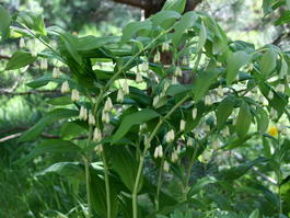Купена многоцветковая (Polygonatum multiflorum)