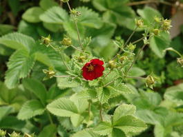 Лапчатка темно кроваво-красная (Potentilla atrosanguinea)