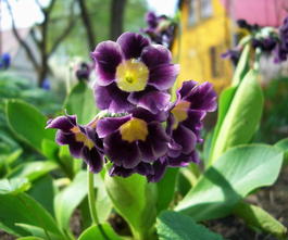 Примула ушковая (Primula auricula)