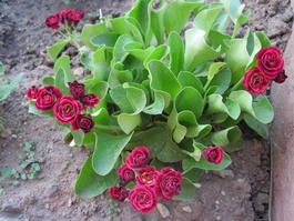 Примула ушковая «Crimson glow» (Primula auricula «Crimson glow»)