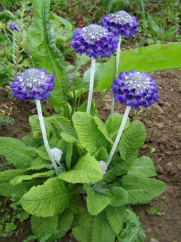 Примула головчатая «Salvana» (Primula capitata «Salvana»)