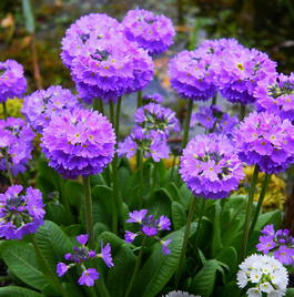 Примула мелкозубчатая (Primula denticulate)