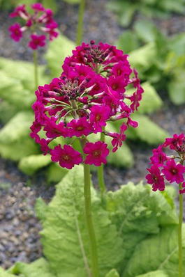 Примула японская «Miller’s Crimson» (Primula japonica «Miller’s Crimson»)