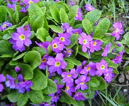 Примула Юлии (Primula juliae)