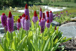 Примула орхидная или Виаля (Primula vialii)