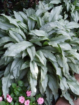 Медуница длиннолистная «Majeste» (Pulmonaria longifolia «Majeste»)