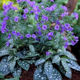 Медуница длиннолистная «Trevi Fountain» (Pulmonaria longifolia «Trevi Fountain»)