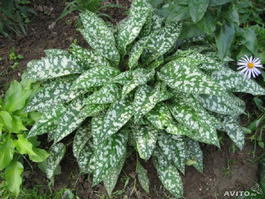Медуница сахарная (Pulmonaria saccharata)