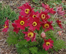 Прострел обыкновенный «Pinwheel Dark Red» (Pulsatilla vulgaris «Pinwheel Dark Red»)