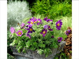 Прострел обыкновенный «Pinwheel Violet Blue» (Pulsatilla vulgaris «Pinwheel Violet Blue»)