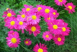 Пиретрум красный «Алая звезда» (Pyrethrum coccineum «Alaya zvezda»)