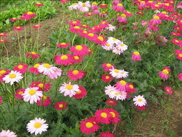 Пиретрум красный «Гиганты Робинсона» (Pyrethrum coccineum «Robinson's Giants»)