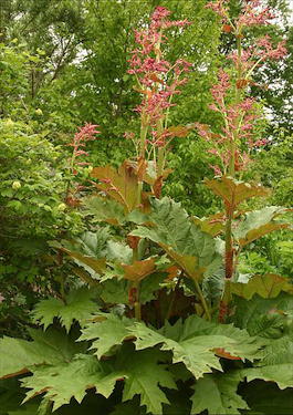Ревень дланевидный тангутский (Rheum palmatum L. var. Tanguticum)