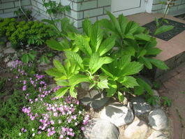 Роджерсия конскокаштанолистная (Rodgersia aesculifolia)