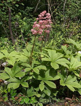 Роджерсия Генрихи (Rodgersia henrici)
