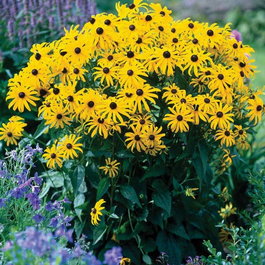 Рудбекия блестящая «Goldsturm» (Rudbeckia fulgida «Goldsturm»)