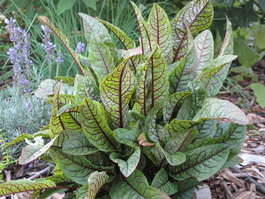 Щавель кроваво-красный «Кровавая Мэри» (Rumex sanguineus)